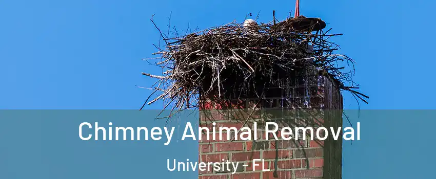 Chimney Animal Removal University - FL