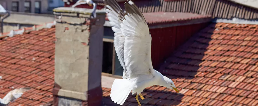 Residential Chimney Animal Removal Solution in University, FL